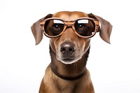 Dog wearing glasses sunglasses mammal animal. AI generated Image by rawpixel.