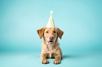 Dog wearing party hat mammal animal puppy. 