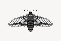 Spirit moth, spiritual illustration, design resource