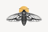 Spirit moth, spiritual illustration, design resource