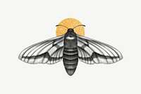 Spirit moth, spiritual illustration psd