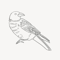 Bird outline, spiritual illustration, design resource