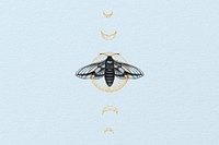 Moth aesthetic, spiritual illustration, design resource
