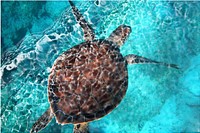 Sea turtle, water wave effect