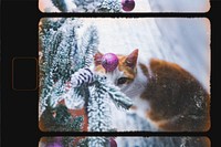 Winter cat, film reel effect