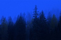 Forest with blue photo filter