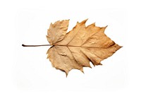 A dry leaf plant tree white background. 