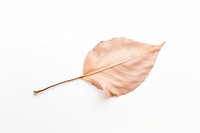 A dry leaf plant white background fragility. AI generated Image by rawpixel.