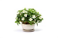 Indoor Flowering Plant flower plant bonsai. AI generated Image by rawpixel.