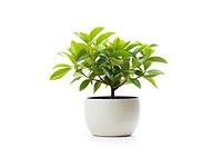 Potted plant bonsai leaf white background. 