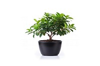 Potted plant bonsai leaf tree. 