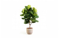 Potted tall fiddle fig plant leaf tree. 