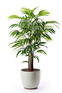 Potted tall plant leaf tree white background. AI generated Image by rawpixel.