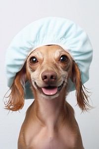 Happy dog in a shower cap portrait mammal animal.