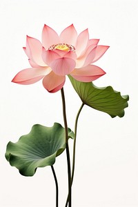 Lotus blossom flower petal. 