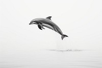 Dolphins jumping animal mammal. AI generated Image by rawpixel.