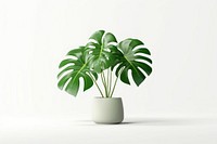 Monstera plant leaf vase. 