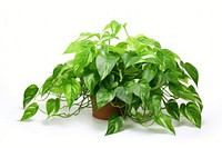 Pothos plant leaf white background houseplant. AI generated Image by rawpixel.
