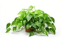 Pothos plant leaf white background houseplant. 