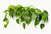 Pothos plant leaf white background freshness. AI generated Image by rawpixel.