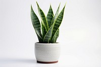 Snake plant leaf white background houseplant. 