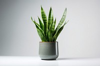 Snake plant leaf vase houseplant. 