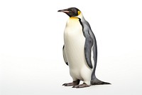 Emperor penguin animal bird white background. 