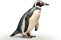 Emperor penguin animal bird white background. 