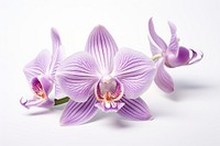 Orchid flower petal plant. 