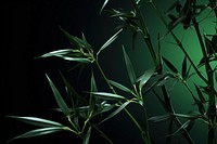 Leaf bamboo nature plant green.