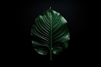 A leaf on black background. AI generated image by rawpixel.