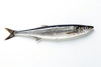 Sardine seafood animal fish. AI generated Image by rawpixel.
