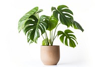 Plant leaf white background houseplant. 