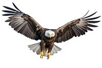 Eagle flying animal bird white background. AI generated Image by rawpixel.