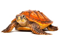 Sea turtle reptile animal white background. AI generated Image by rawpixel.