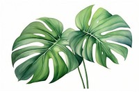 Monstera plant leaf white background. 