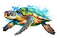 Sea turtle reptile animal white background. 