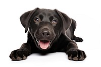 Happy black Labrador Retriever dog. AI generated Image by rawpixel.