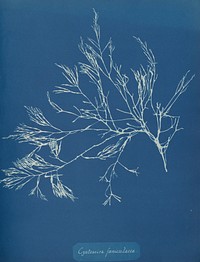 Cystoseira faeniculacea