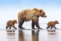 Grizzly wildlife walking animal. AI generated Image by rawpixel.
