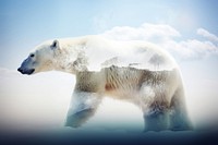 A polar bear and climate change wildlife animal mammal. AI generated Image by rawpixel.