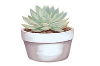 Succulent in a pot plant aloe white background.