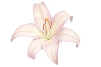 Lily flower plant white background inflorescence. AI generated Image by rawpixel.