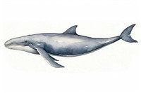 Whale dolphin animal mammal. AI generated Image by rawpixel.