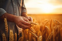 Wheat farmer field outdoors. 