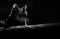 Cat animal mammal light. AI generated Image by rawpixel.