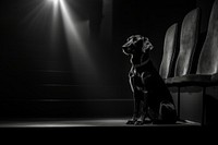 Dog light lighting animal. AI generated Image by rawpixel.