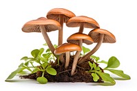 Leccinum scabrum mushroom fungus plant. AI generated Image by rawpixel.