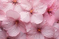 Sakura texture blossom flower petal. AI generated Image by rawpixel.
