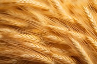 Wheat texture wheat agriculture backgrounds. AI generated Image by rawpixel.